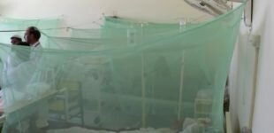 Dengue death toll in KP soars to 52 Dengue death toll in KP soars to 52