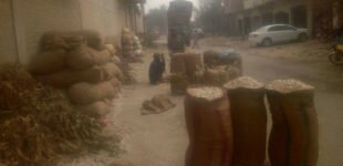 Garlic farmers in Bannu region suffer massive losses after fall in prices Garlic farmers in Bannu region suffer massive losses after fall in prices